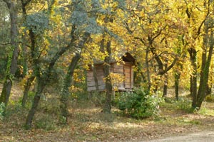 The forest and its log cabin.