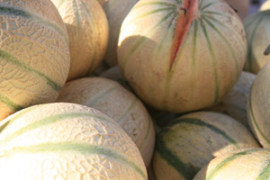 Les melons de Cavaillon