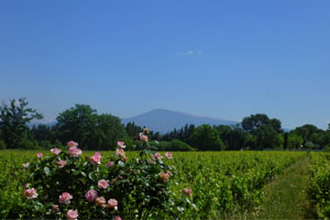 Freien Blick auf die hauseigenen Weinreben und von nicht allzu weit grüsst der Mont Ventoux.